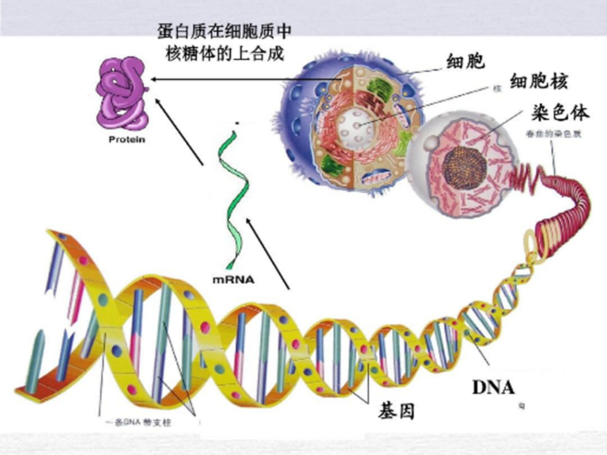成人网站91视频